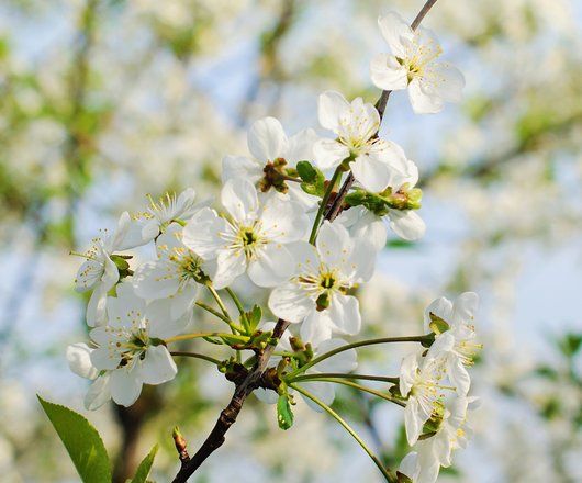 Gros plan d'une branche de cerisier blanc en fleur