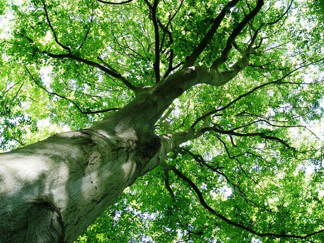 Vue des branches d'un arbre 