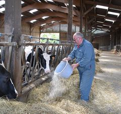 un agriculteur nourrit ses vaches à l'étable